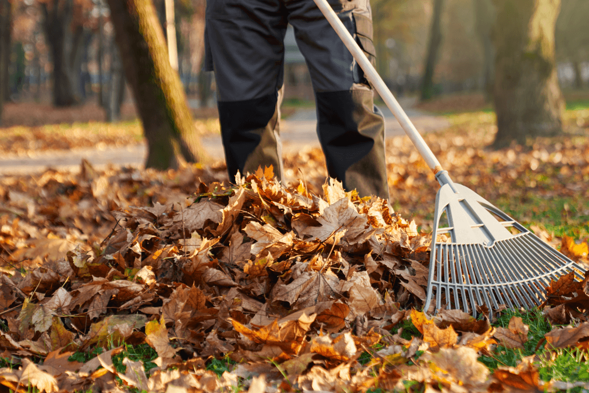 Leaf Removal in Cranston example 3
