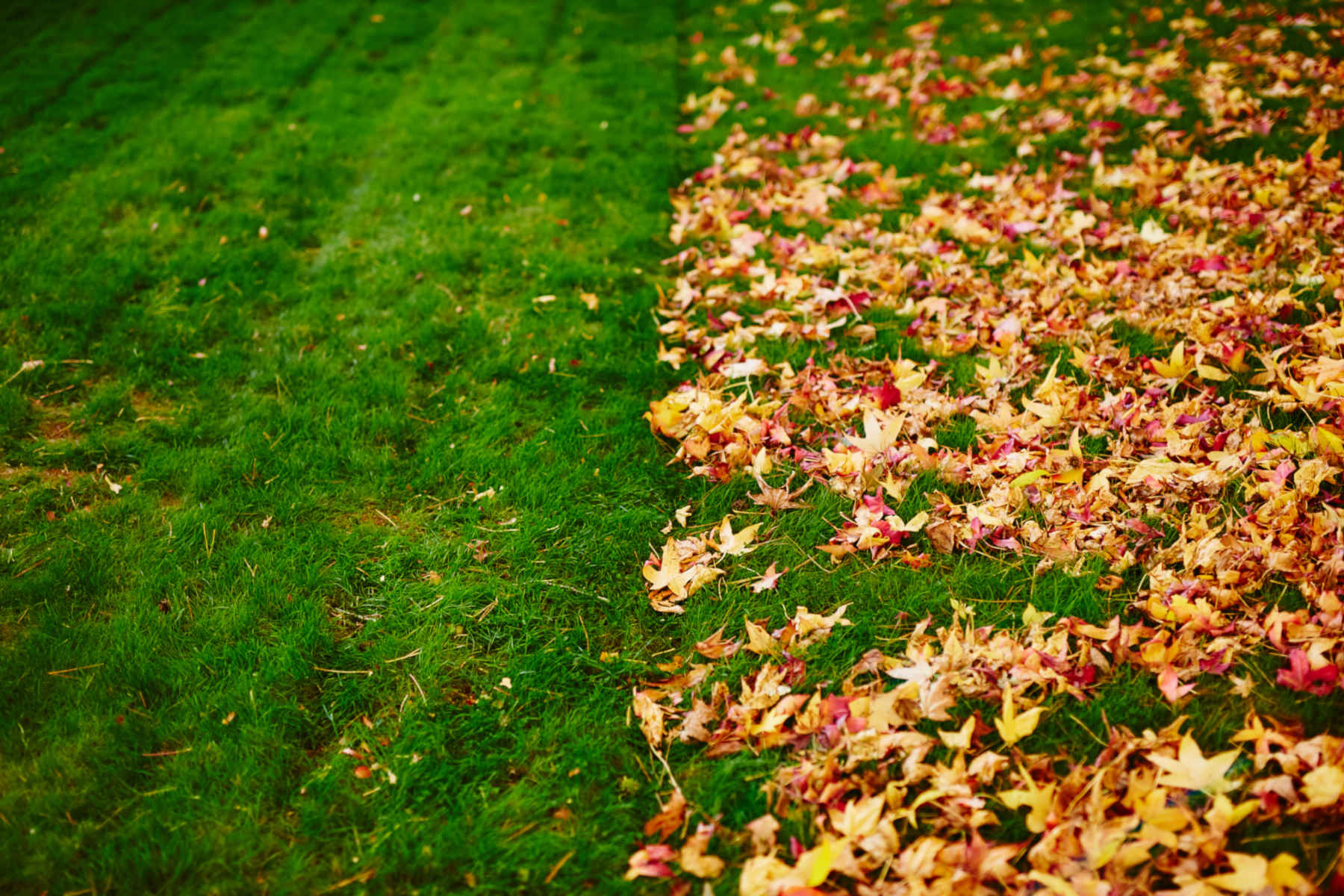 Leaf Removal in Cranston example 6