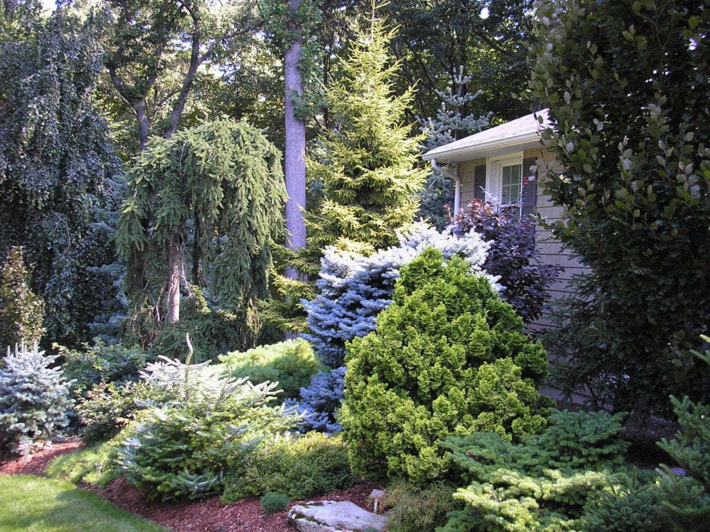 Tree & Shrub Planting in Cranston example 2