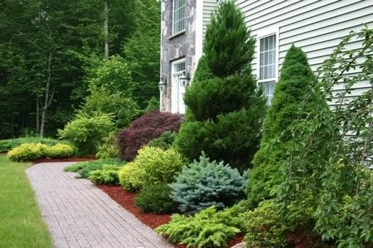Tree & Shrub Planting in Cranston example 9